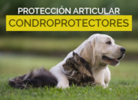 VENDO WEB PARAFARMACIA VETERINARIA